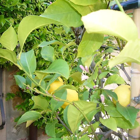 La Vistosa Ciciana